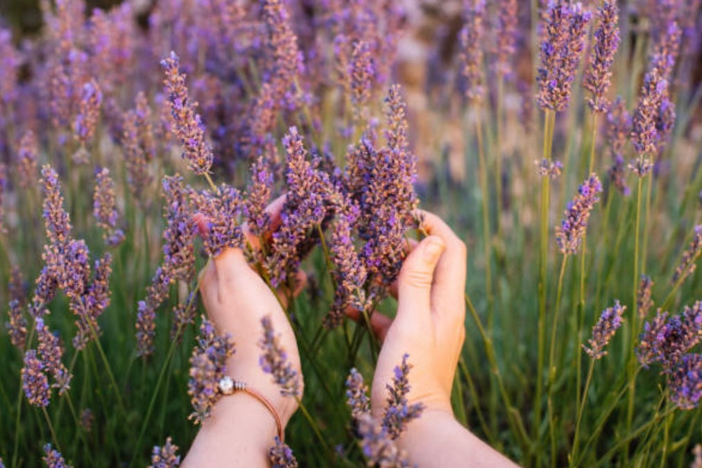 FACE MIST LAVENDER