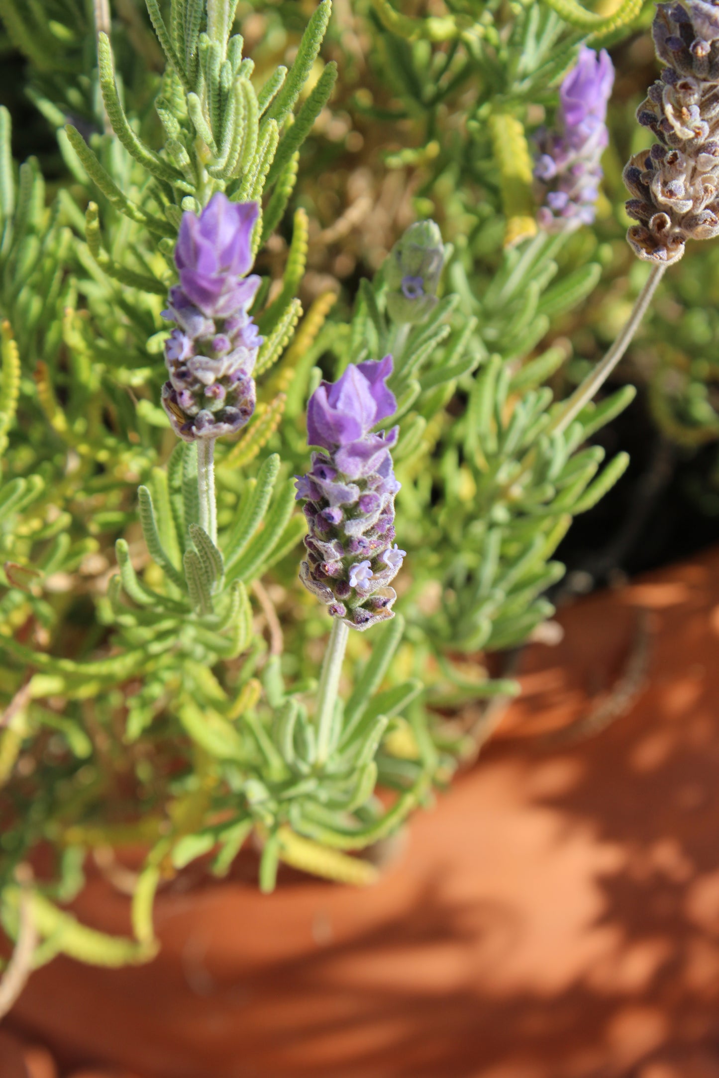 
                  
                    LAVENDER - Hand & Body Soap
                  
                