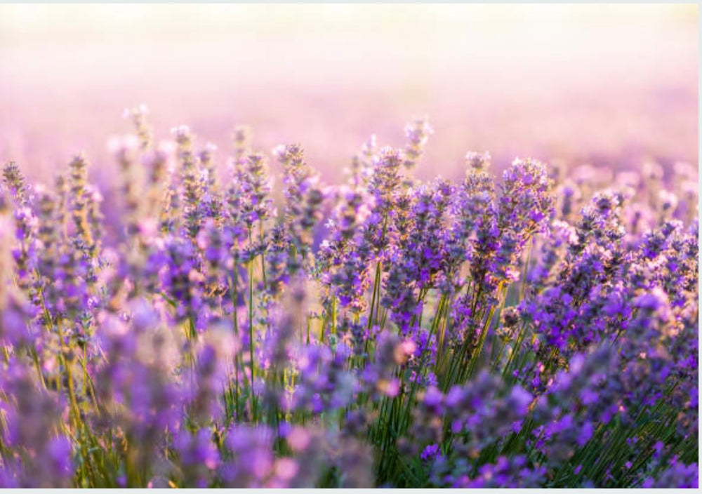 
                  
                    CLEANSING OIL - Oil to Milk Cleanser Lavender
                  
                